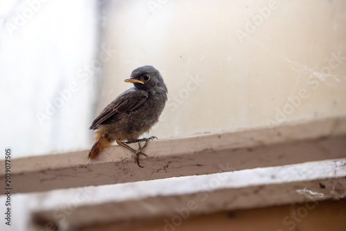 Cuadro en lienzo A small fledgling bird with dark grey plumage and a yellow beak sits on a dusty