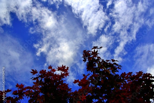 Bild auf Leinwand A moment of calm—red foliage reaching upward beneath a restless sky