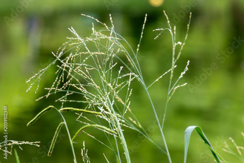 Photography Delicate Panicum grass inflorescence with water droplets against clean green background