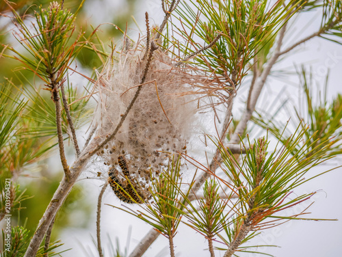 Photos Pine Processionary Caterpillars in Silk Nest on Pine Branch - Forest Pest Close Up