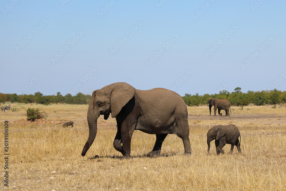 Fototapeta premium Afrikanischer Elefant / African elephant / Loxodonta africana
