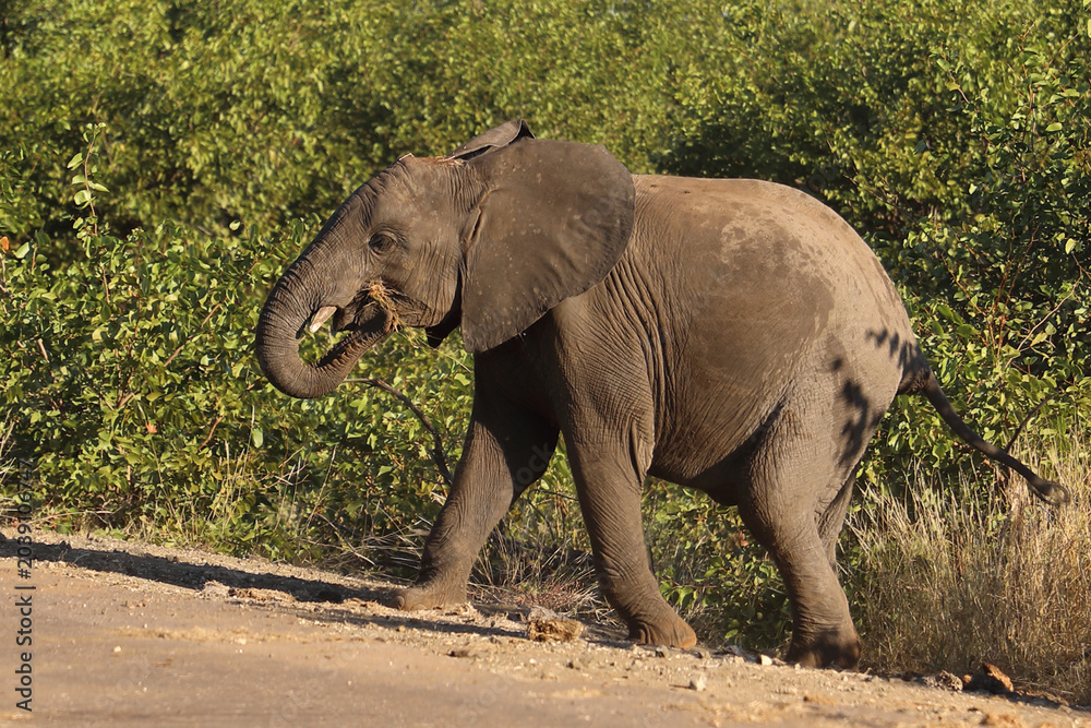 Fototapeta premium Afrikanischer Elefant / African elephant / Loxodonta africana
