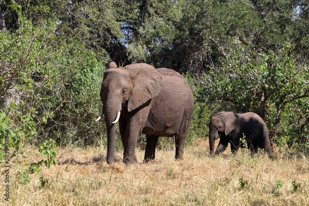 Fototapeta premium Afrikanischer Elefant / African elephant / Loxodonta africana