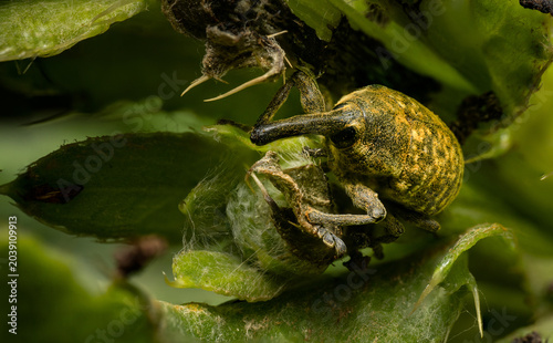 Quadro su tela Green yellow weevil Curculionidae with long rostrum macro close-up on green plant, mottled scaled body detail, wildlife and entomology photography
