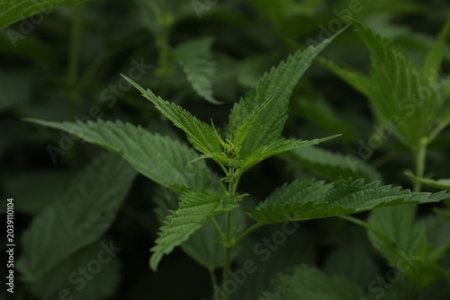 Fotografie Beautiful green stinging nettle growing outdoors, closeup