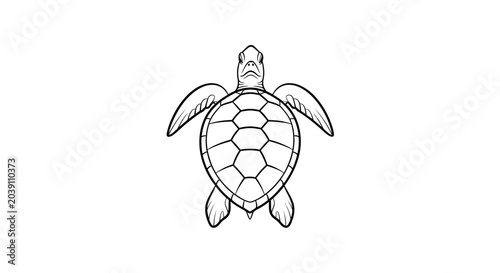 Obraz na plátně Turtle Shell Marine Reptile Animal.