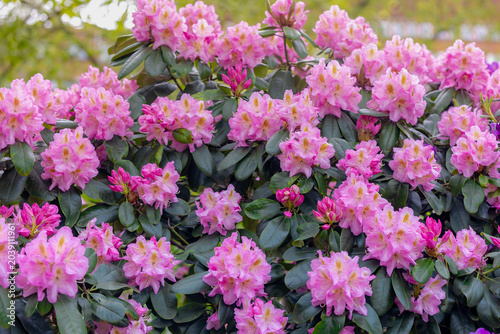 Fotografie Selective focus of purple pink flowers with green leaves, President Roosevelt is a popular cultivar of Rhododendron, A large genus of species of woody plants in the heath family, Natural background