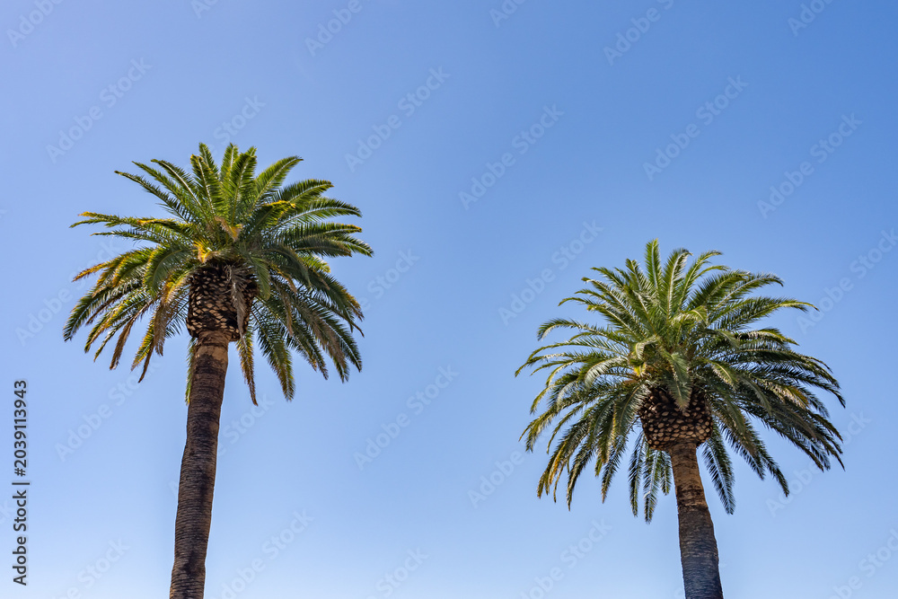 Εκτύπωση καμβά Phoenix canariensis, the Canary Island date palm, is a species of flowering plant in the palm family Arecaceae