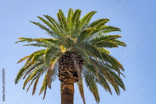Phoenix canariensis, the Canary Island date palm, is a species of flowering plant in the palm family Arecaceae.  Las Vegas Boulevard,  Clark County, Nevada. Basin and Range Province, Mojave Desert.  n