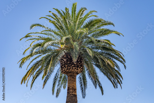 Canvas Print Phoenix canariensis, the Canary Island date palm, is a species of flowering plant in the palm family Arecaceae