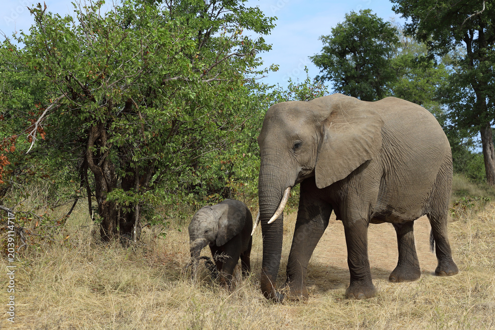 Fototapeta premium Afrikanischer Elefant / African elephant / Loxodonta africana