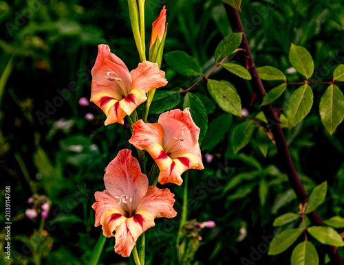 Trois fleurs et un bouton