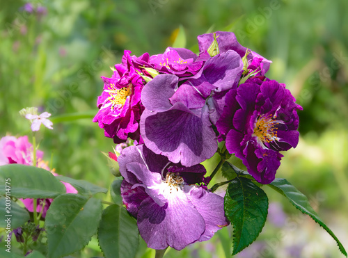 Bouquet