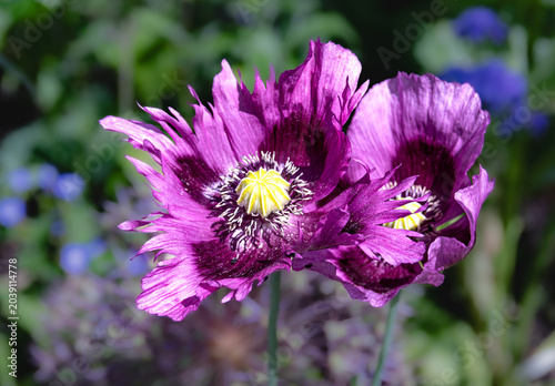 Tulipes mauves