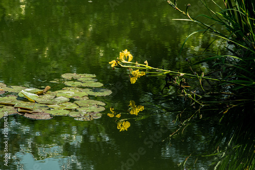 Reflets sur l'étang