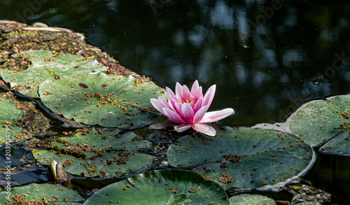 Nénuphar