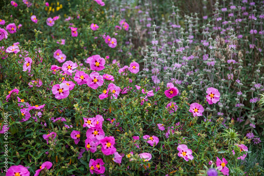 Fototapeta premium Field of blooming pink rock rose flowers growing together with purple sage plants in a botanical garden.