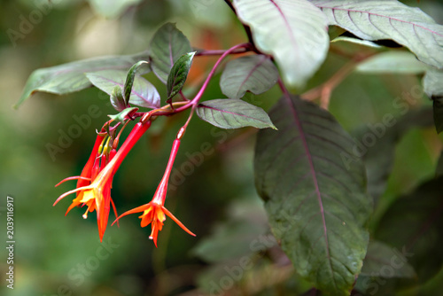 Photography Exotic fuchsia flowers with bright red sepals and orange petals dangle delicately from a slender stem against dark green leaves with prominent reddish veins