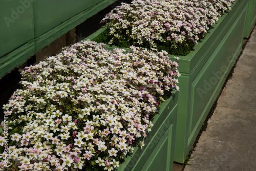 Konstfotografi Long green rectangular planter boxes placed outdoors are completely filled with a dense, blooming arrangement of small white and pale pink saxifrage flowers