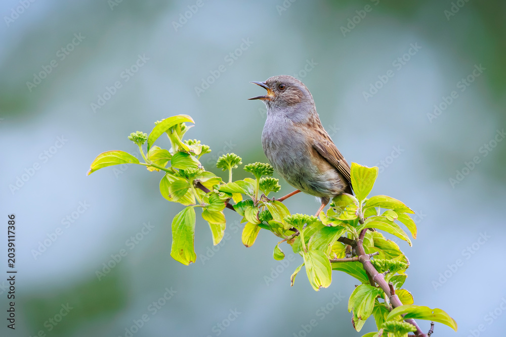 Fototapeta premium Dunnock Prunella modularis bird singing during Springtime