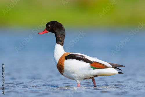 Foto Common shelduck, tadorna tadorna, foraging in water