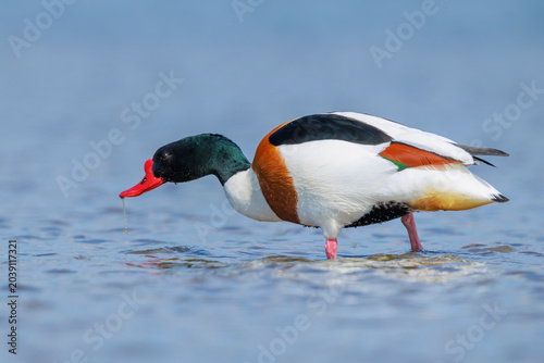 Φωτογραφία Common shelduck, tadorna tadorna, foraging in water