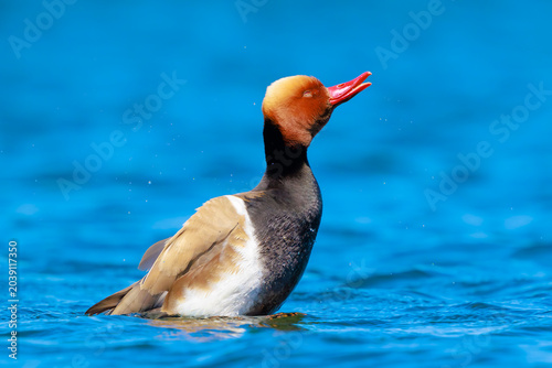 Red-crested pochard, Netta rufina, male waterfowl, low point of view.