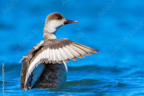 Red-crested pochard, Netta rufina, female waterfowl, low point of view.