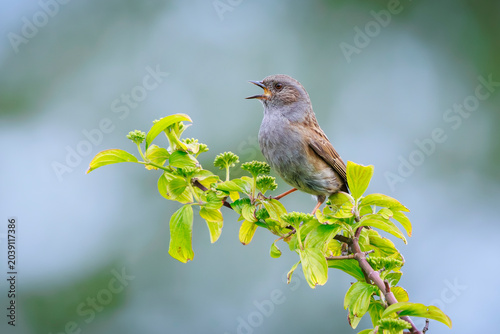 Dunnock Prunella modularis bird singing during Springtime