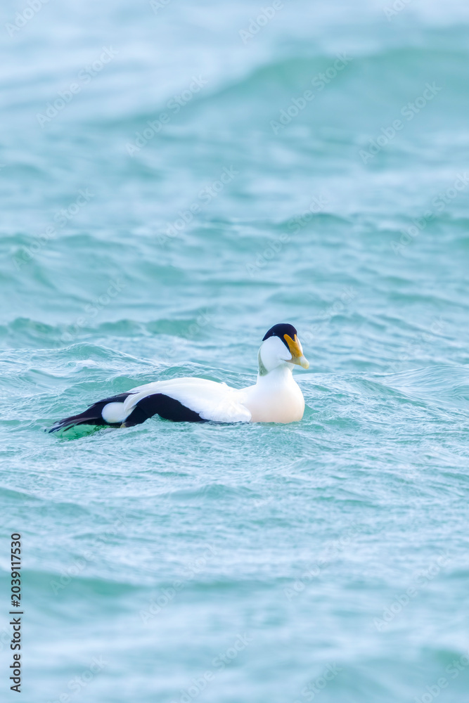 Fototapeta premium Common Eider male, Somateria mollissima, swimming with strong winds in waves.
