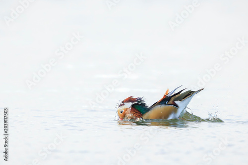 Photos Mandarin duck, Aix galericulata, male