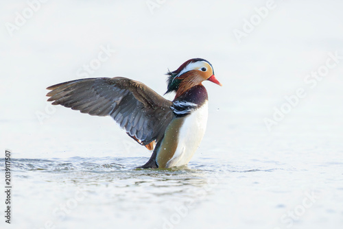 Photos Mandarin duck, Aix galericulata, male