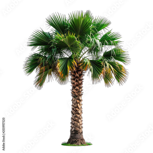 A lone palm tree stands against a stark black background, its green fronds reaching outwards.