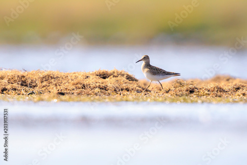 Foto A pectoral sandpiper, Calidris melanotos, foraging