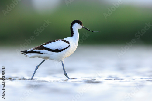 Pied Avocet, Recurvirostra avosetta, foraging