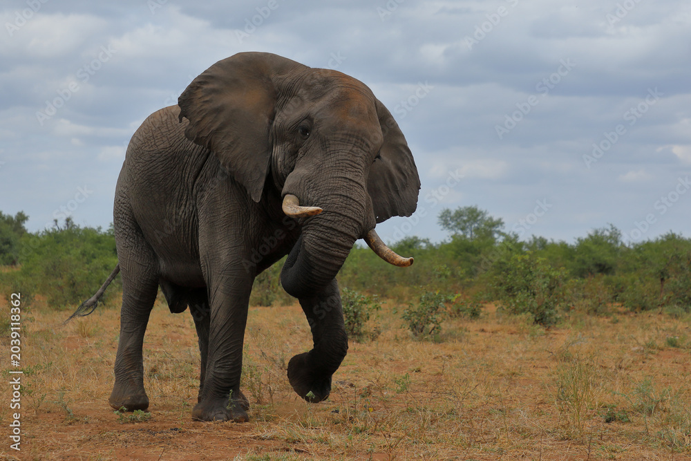 Fototapeta premium Afrikanischer Elefant / African elephant / Loxodonta africana