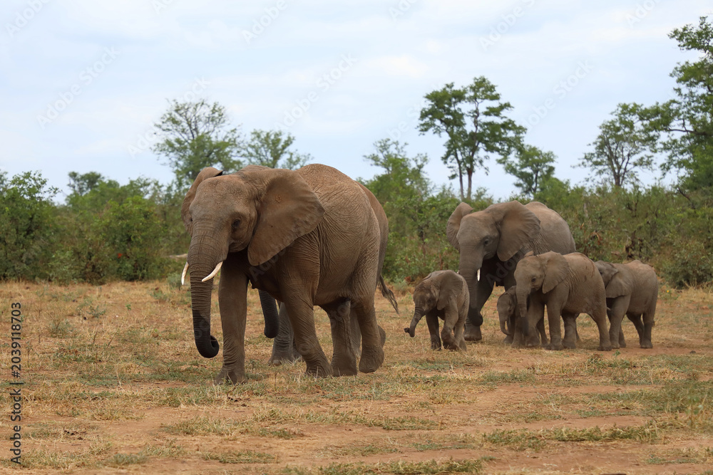 Fototapeta premium Afrikanischer Elefant / African elephant / Loxodonta africana