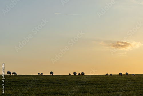 Sheep grazing on a South Downs hillside with evening light