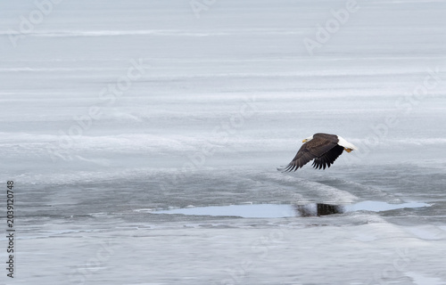 A bald eagle flies across a frozen lake and its reflection show in a pool of melted water