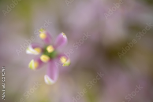 Tableau sur toile Close up of  Allium Schubertii Tiny Flowers on Large Spherical Umbel Flower