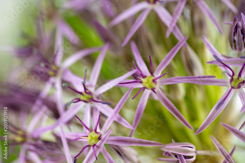 Schilderij op canvas Close up of  Allium Schubertii Tiny Flowers on Large Spherical Umbel Flower