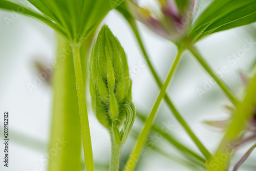 Canvas-taulu Close up of  Allium Schubertii Tiny Flowers on Large Spherical Umbel Flower