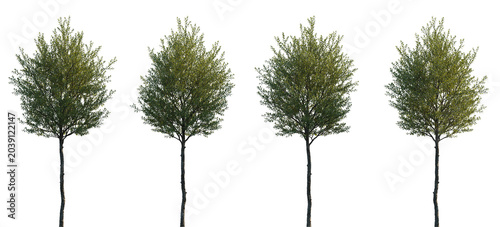 Tableau sur toile Common Privet (Ligustrum vulgare) – Small Deciduous Tree with Green Crown