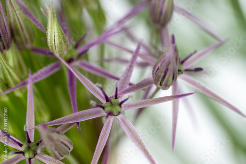 Schilderij op canvas Close up of  Allium Schubertii Tiny Flowers on Large Spherical Umbel Flower