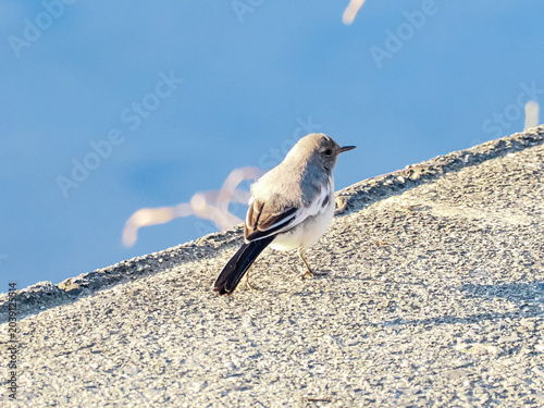 Foto セグロセキレイ　幼鳥