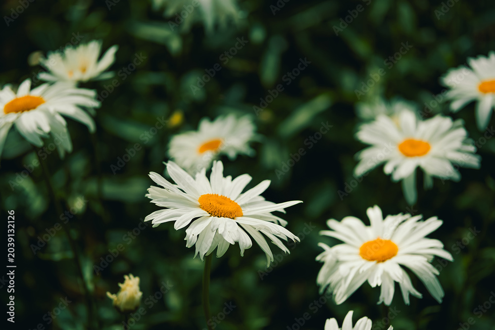 Obraz premium Bright white daisies bloom in garden during spring season, showcasing simple beauty vibrant yellow centers. garden space with petals. flowers thrive under sunlight, lively colorful scene in spring