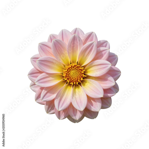Close up of a dahlia flower with light pink petals and a yellow center isolated on white
