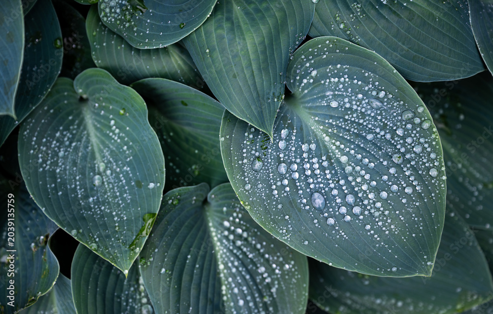 Obraz premium Top View of Blue Green Hosta Leaves with Rain Drops