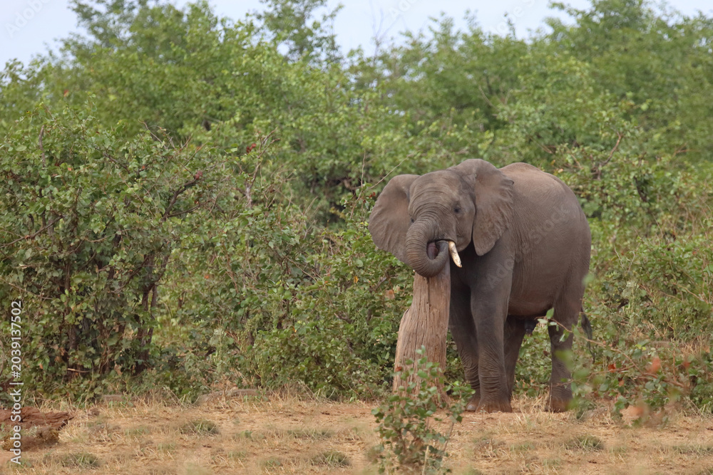 Obraz premium Afrikanischer Elefant / African elephant / Loxodonta africana