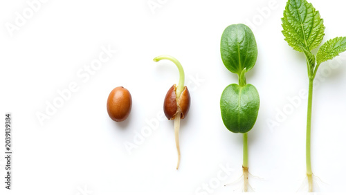 Fresh organic walnuts growing on branch with green leaves in natural light